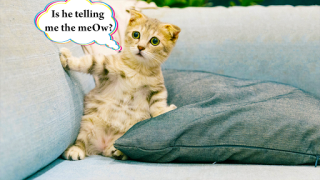 Download Cat translator. Cat sounds. Meow joke Hiburan untuk Android tangkapan layar 2