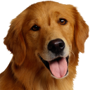 Download  Dog Breeds