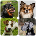 Download  Dog Breeds - Quiz about dogs!
