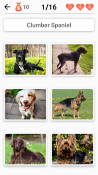 Download Dog Breeds - Quiz about dogs! Trivia untuk Android tangkapan layar 6