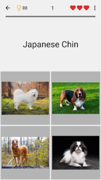Dogs Quiz - Guess All Breeds!