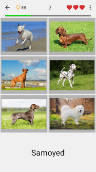 Dogs Quiz - Guess All Breeds!