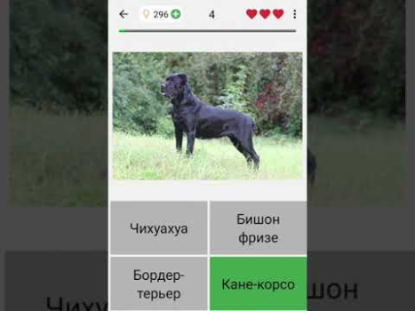 Dogs Quiz - Guess All Breeds!