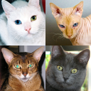 Download  Cats Quiz Guess Popular Breeds