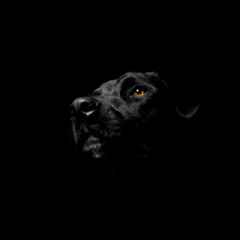 Download Black Live Wallpaper Personalisasi untuk Android tangkapan layar 2