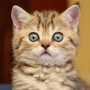 Download  Cat sounds - play with cats