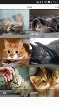 Download Cat sounds - play with cats Hiburan untuk Android tangkapan layar 2