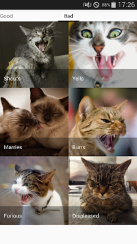 Download Cat sounds - play with cats Hiburan untuk Android tangkapan layar 4
