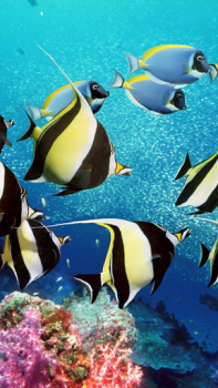 Download Aquarium Live Wallpaper Personalisasi untuk Android tangkapan layar 2