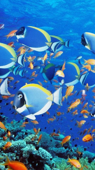 Download Aquarium Live Wallpaper Personalisasi untuk Android tangkapan layar 5