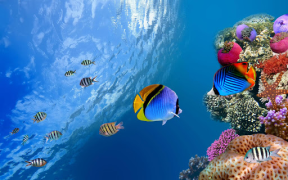 Download Aquarium Live Wallpaper Personalisasi untuk Android tangkapan layar 6