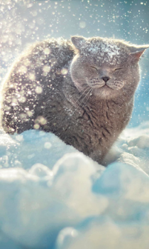 Download Falling Snow Live Wallpaper (live background) Personalisasi untuk Android tangkapan layar 3