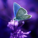 Download  Butterflies Live Wallpaper
