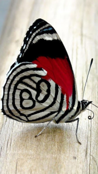 Download Butterflies Live Wallpaper Personalisasi untuk Android tangkapan layar 2