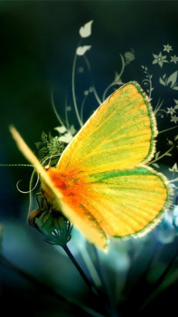 Download Butterflies Live Wallpaper Personalisasi untuk Android tangkapan layar 3