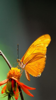 Download Butterflies Live Wallpaper Personalisasi untuk Android tangkapan layar 4