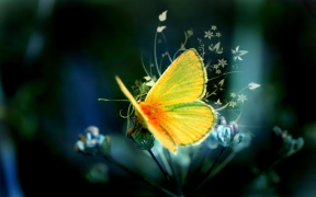 Download Butterflies Live Wallpaper Personalisasi untuk Android tangkapan layar 6