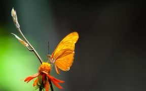 Download Butterflies Live Wallpaper Personalisasi untuk Android tangkapan layar 7