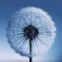 Download  Dandelion Live Wallpaper