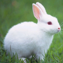 Download Talking Rabbit