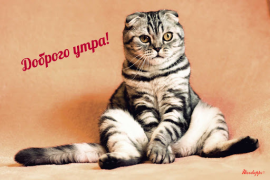 Download Прикольные с добрым утром Hiburan untuk Android tangkapan layar 3