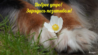 Download Прикольные с добрым утром Hiburan untuk Android tangkapan layar 7